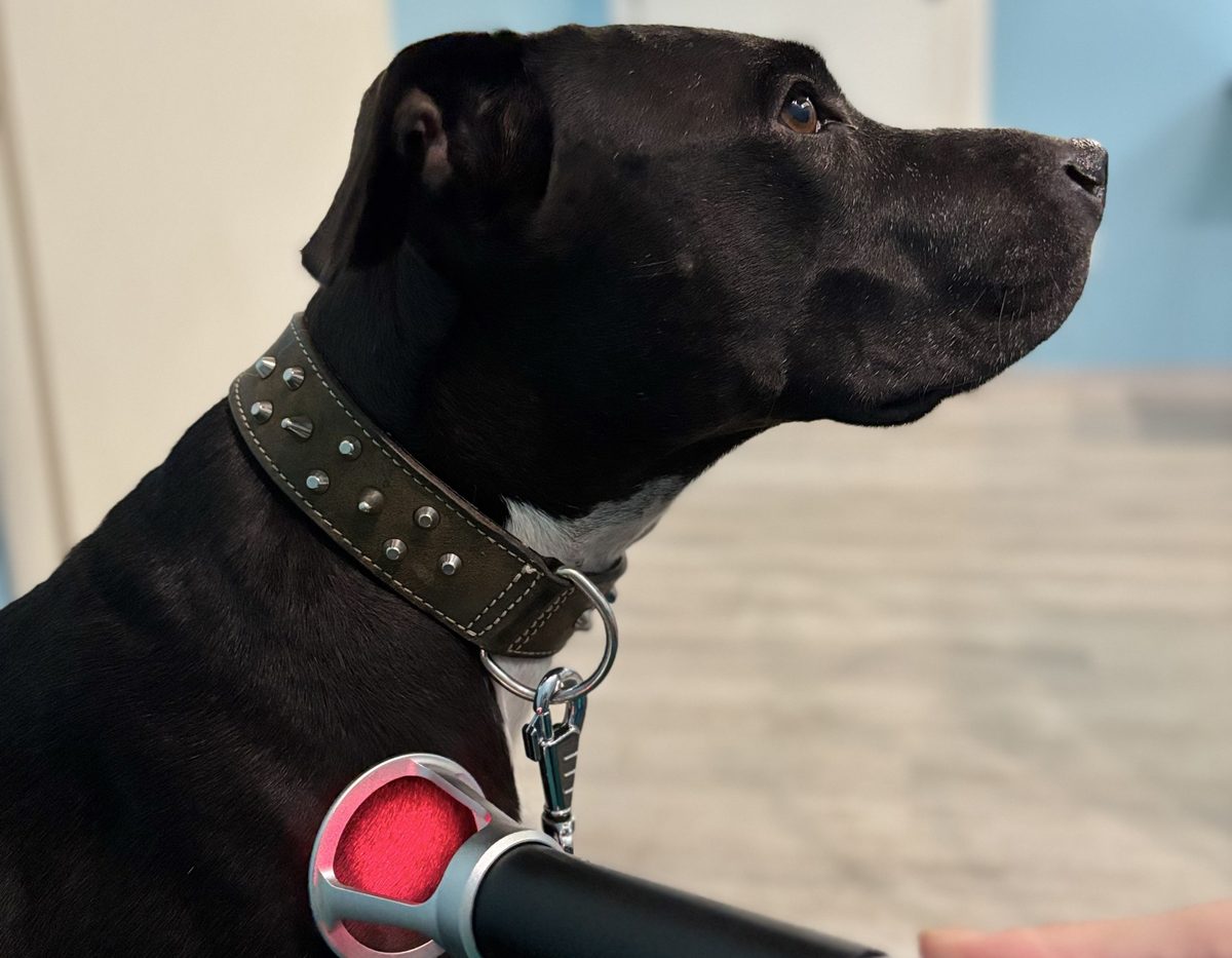 Un cane durante una seduta di laserterapia con il Laserix Pro