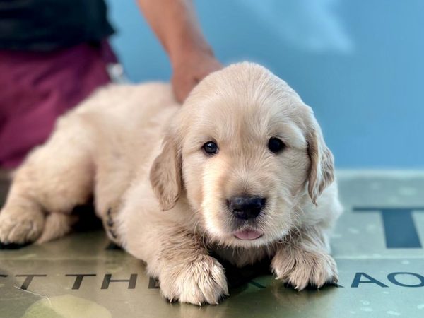 Un cucciolo di golden retriever durante la visita