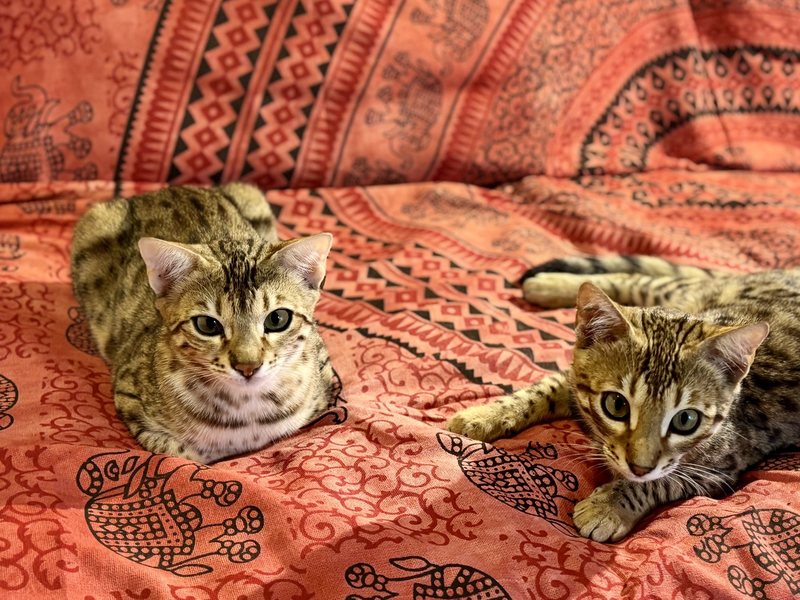Due gattini tranquilli sul divano di casa