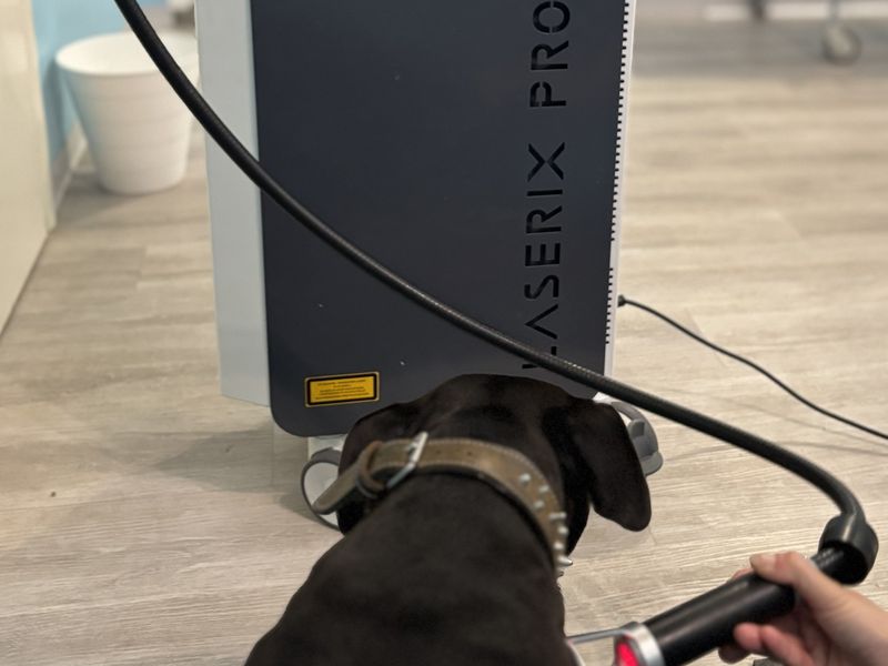 Un cane durante una seduta di laserterapia davanti al Laserix Pro