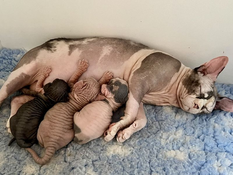 Una gatta sphynx con i suoi gattini