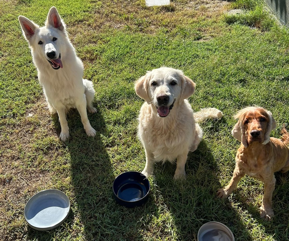 Tre cani seduti davanti alle loro ciotole