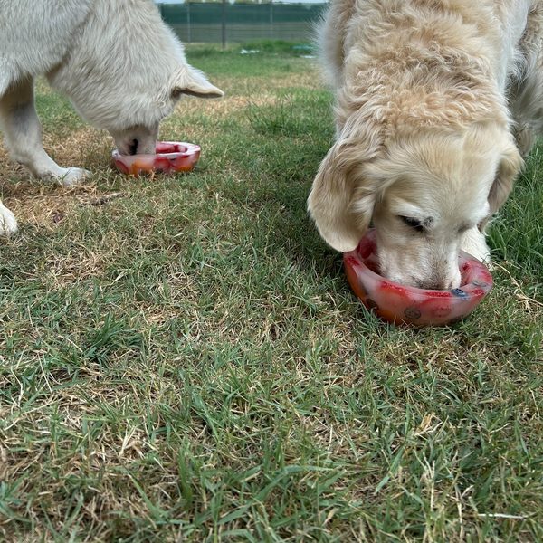 Due cani mangiano ciotole di ghiaccio con frutta