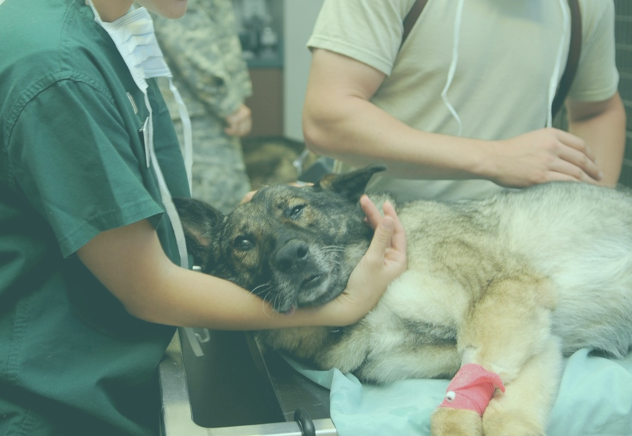 VETERINARI EMILIA ROMAGNA