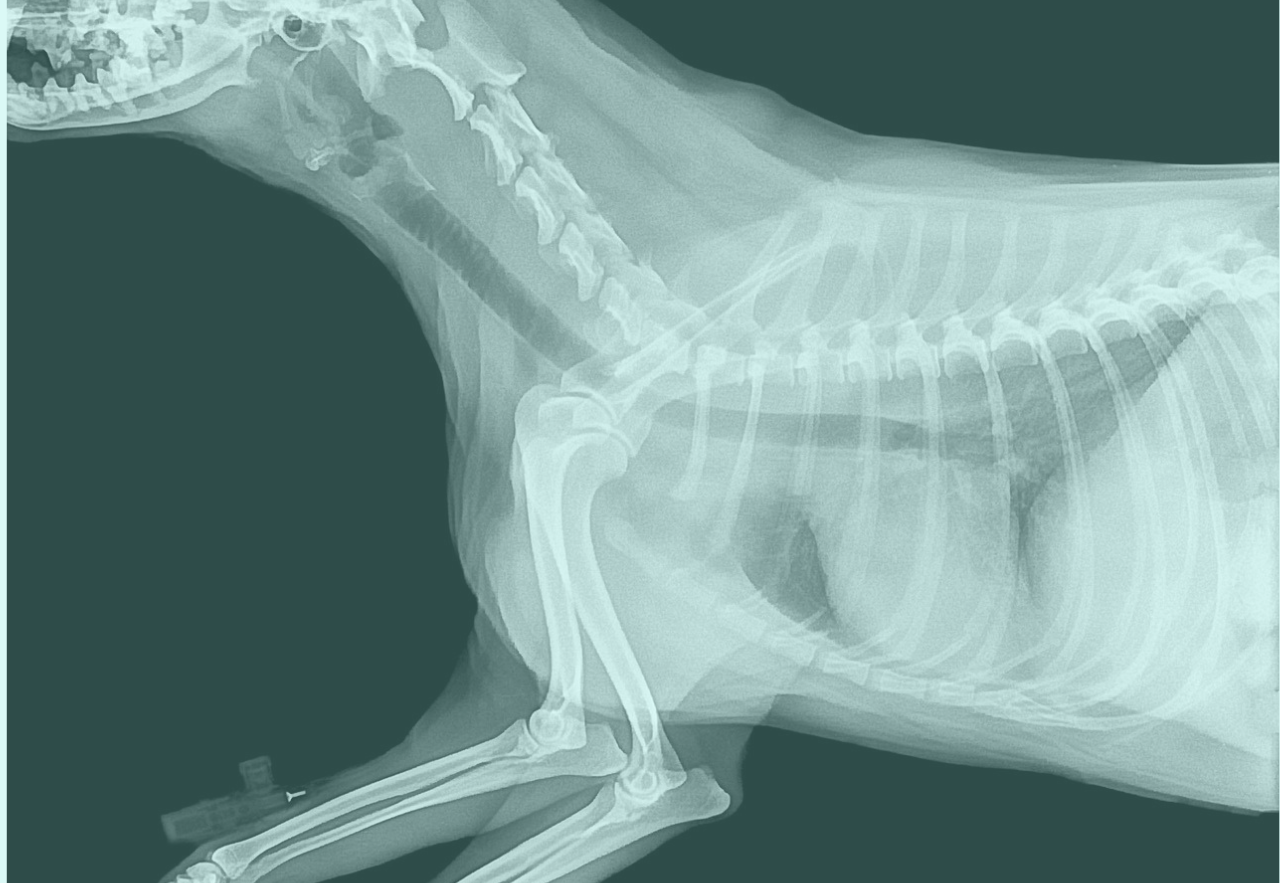 CHIRURGIA VETERINARIA BOLOGNA