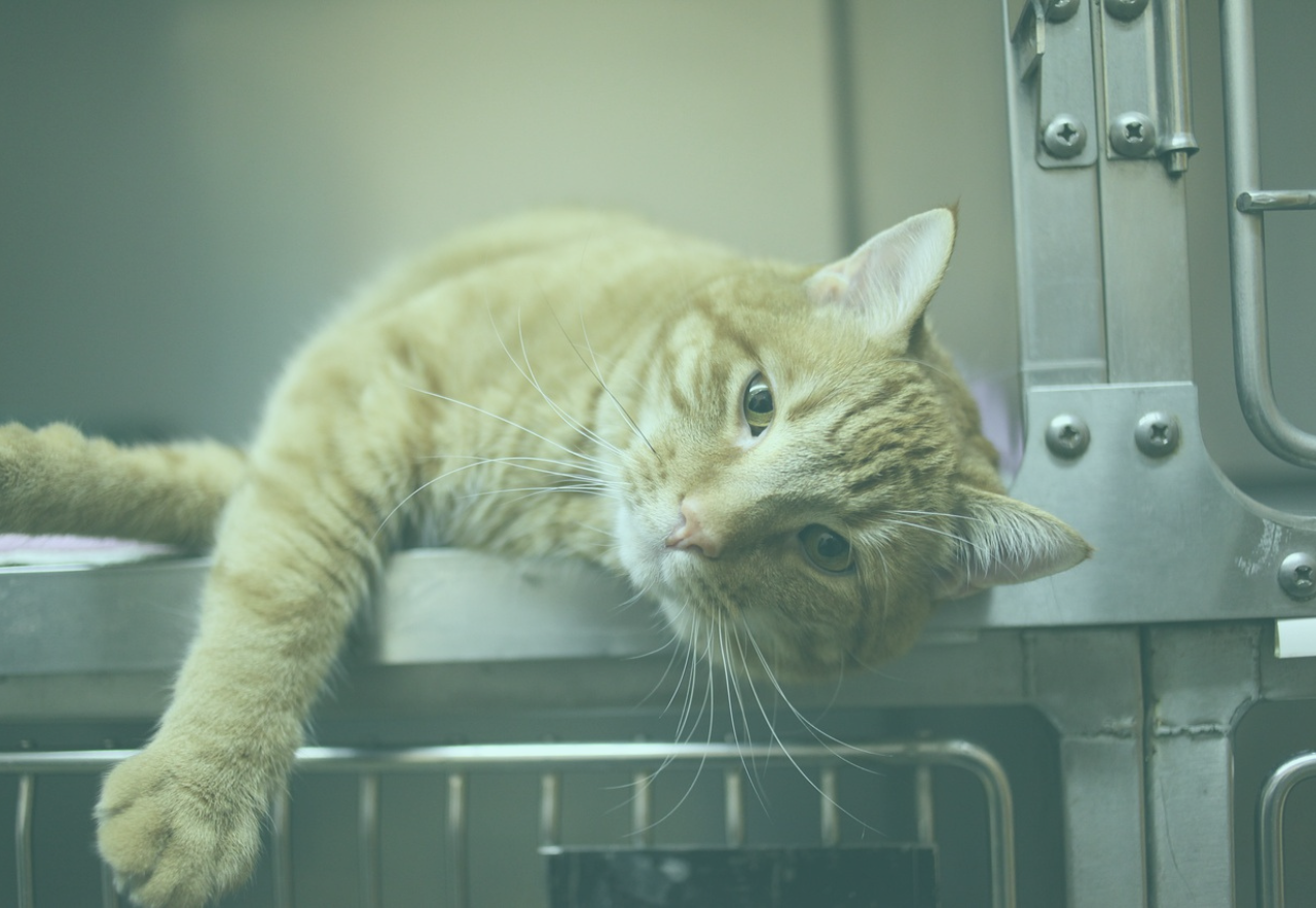 ricovero veterinario