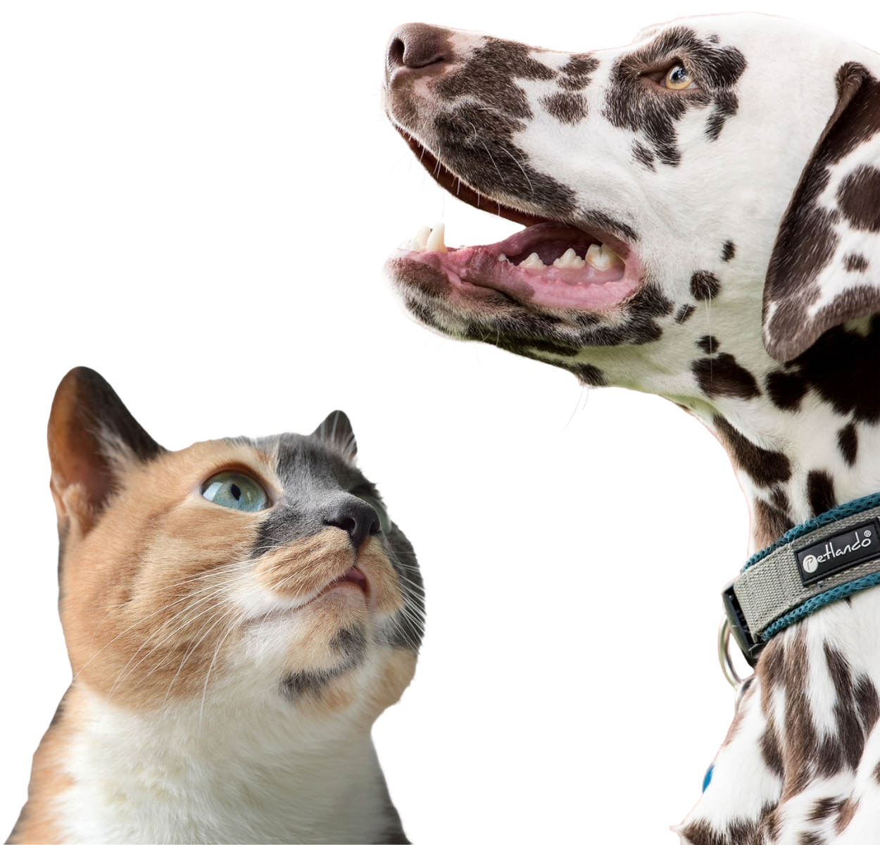 banner veterinario anzola