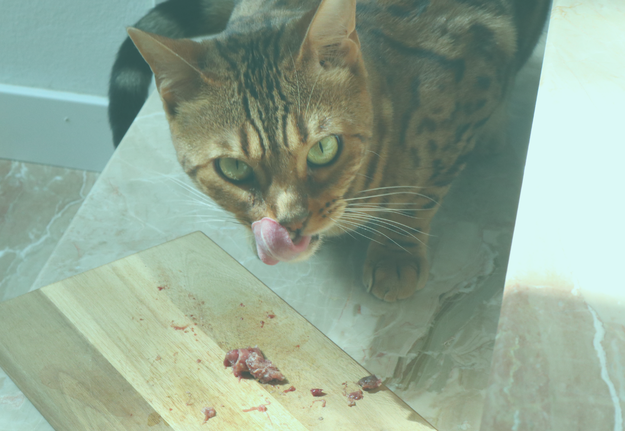 CHIRURGIA VETERINARIA BOLOGNA